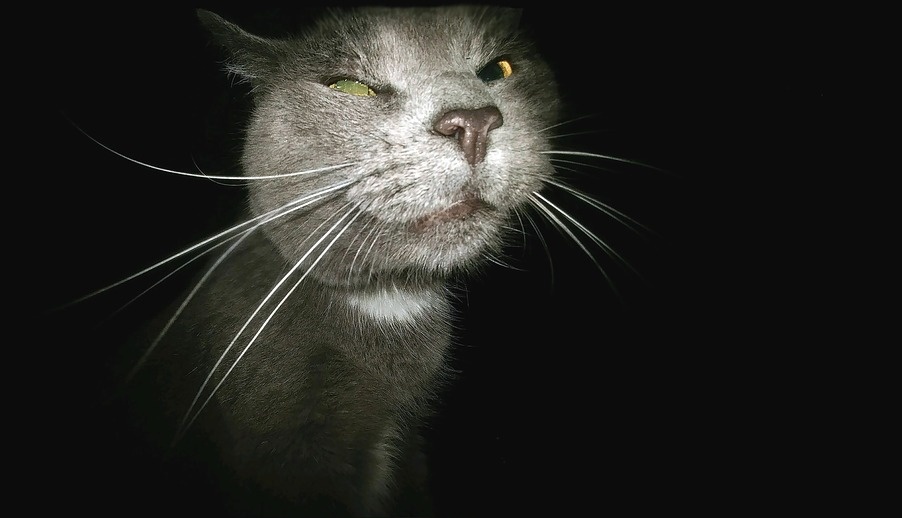 Марий Эл оказалась в российском «чёрном» списке по бешенству