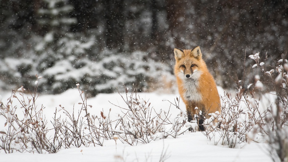В Марий Эл посчитают животных методом шумового прогона