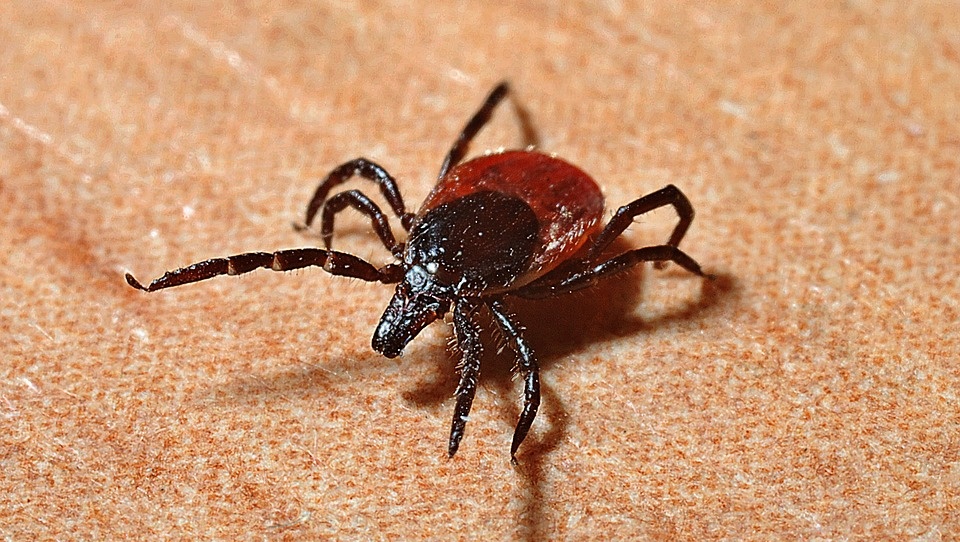 В Марий Эл 12 человек заболели клещевым боррелиозом и один – клещевым вирусным энцефалитом