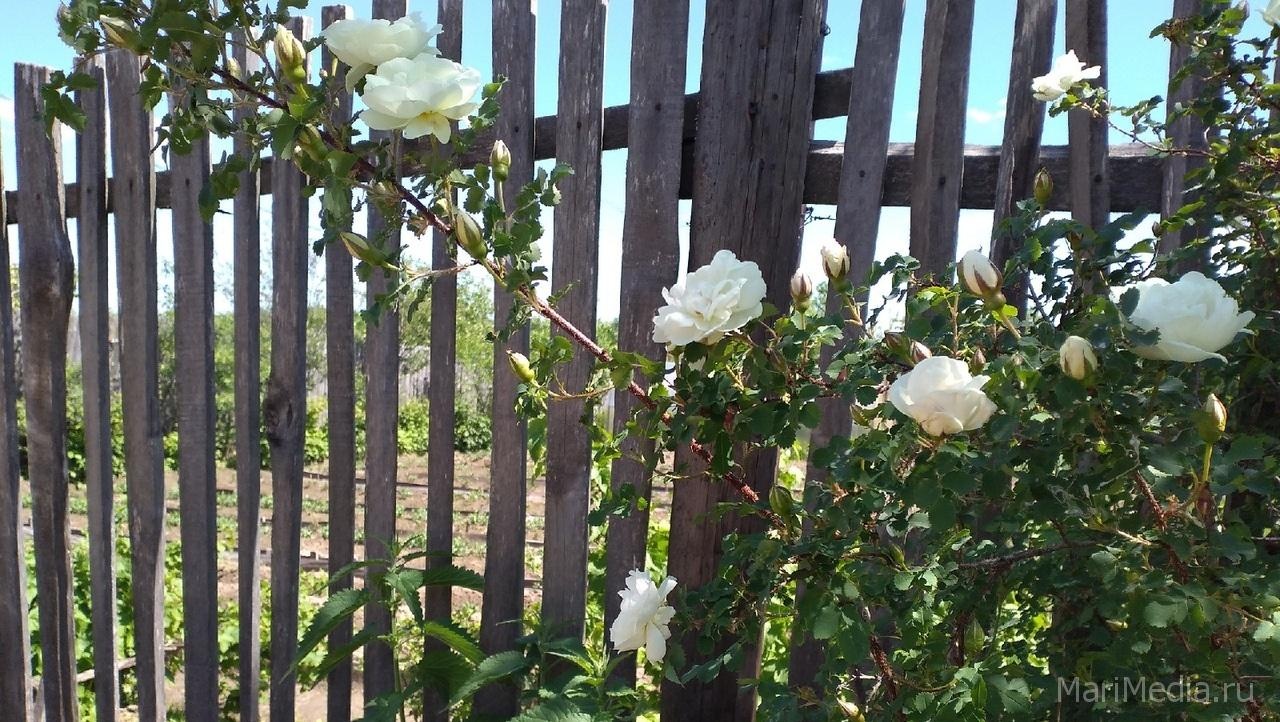 Росреестр по Марий Эл приостановил проведение проверок