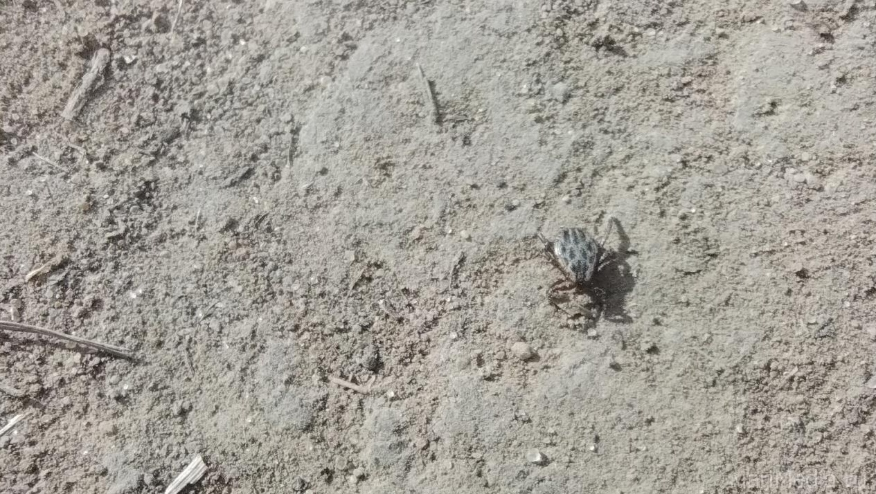 В России отмечают значительный спрос на страховки от укусов клещей