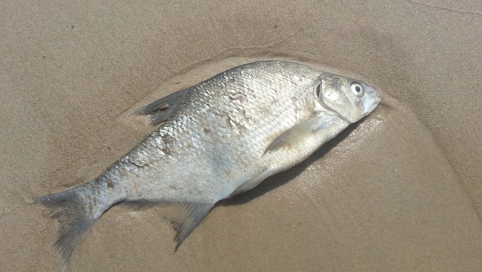 Прокуратура Марий Эл нашла в сети запрещённую информацию