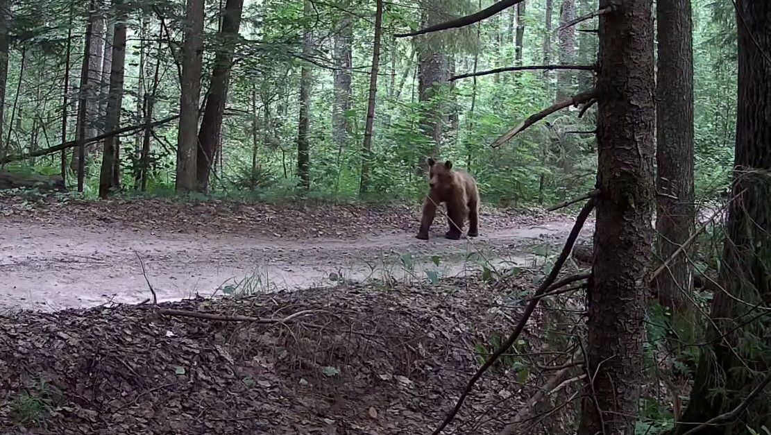 В марийском заповеднике рассказали, как избежать встречи с медведем