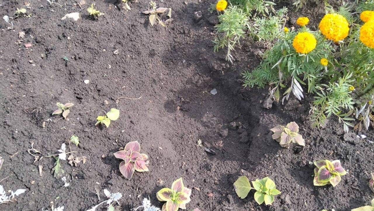 С городских клумб в Йошкар-Оле начали пропадать высаженные цветы