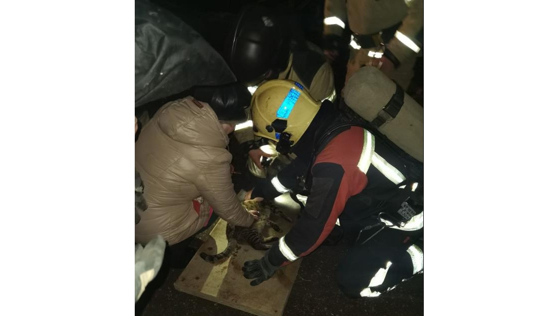 Пожарные Марий Эл реанимировали кошку