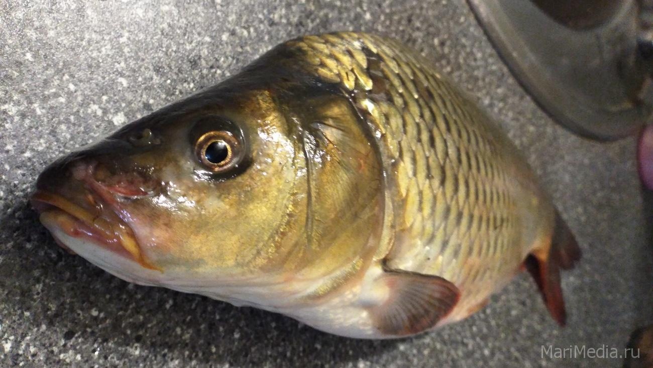 В организм жителя Марий Эл с рыбой попал редкий паразит