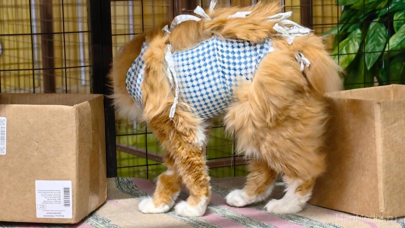 На Йошкар-Олинской горСББЖ утверждён временный график работы