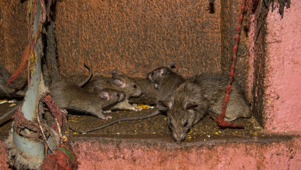 В Марий Эл зарегистрирован первый случай заражения мышиной лихорадкой