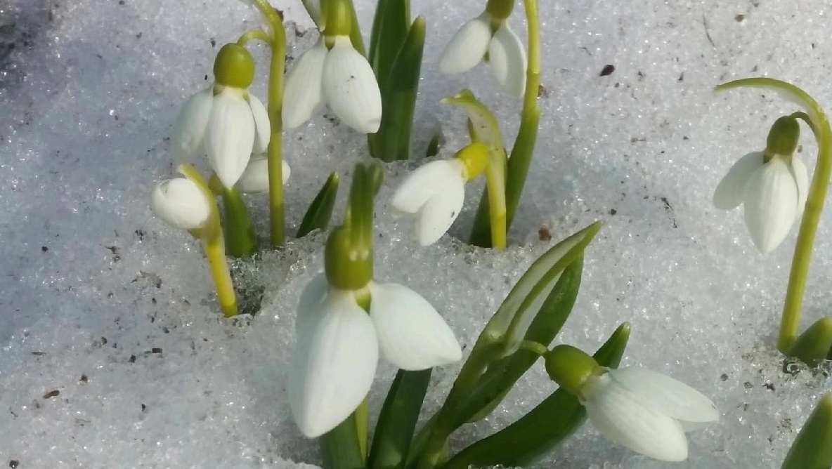 В Ботаническом саду в Йошкар-Оле расцвели подснежники