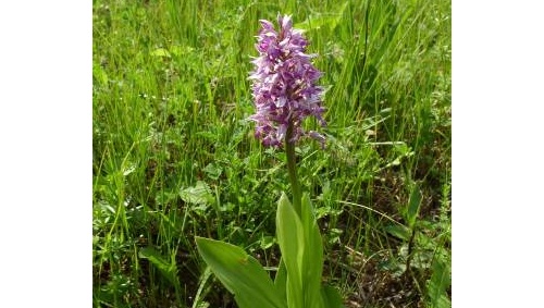 В Марий Эл нашли редкое растение