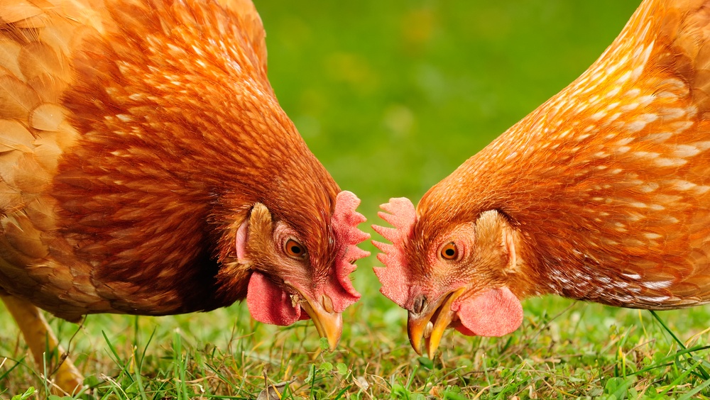 Параньгинский и Советский районы лидируют по производству птицы на убой