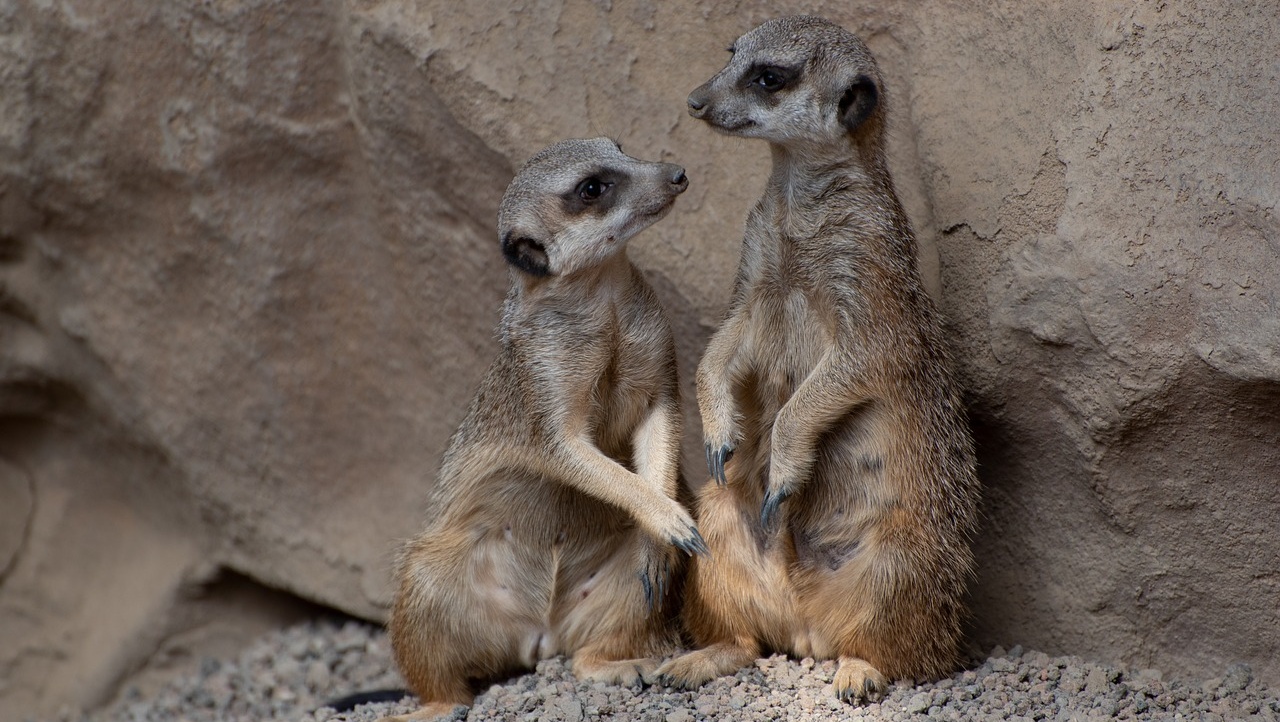 В Перми состоялась свадьба блогеров-сурикатов