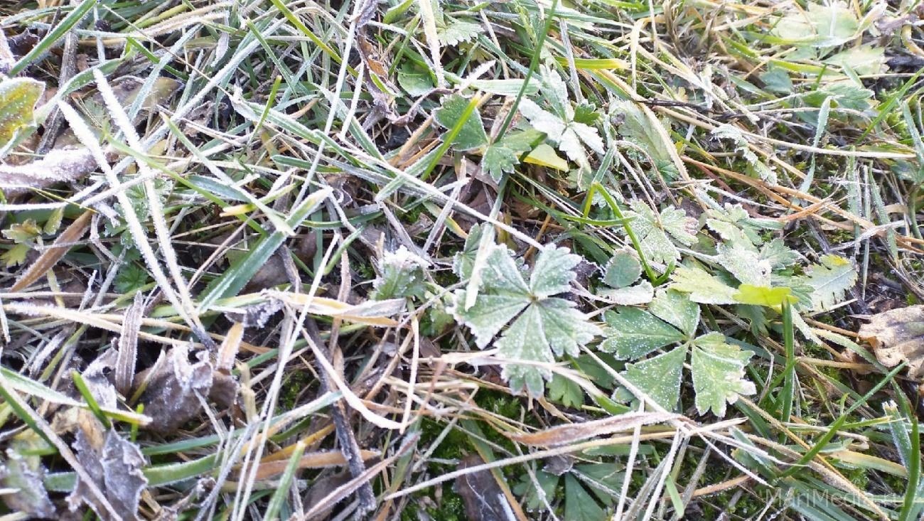 В ночь на 21 июня в Марий Эл обещают заморозки