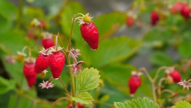 Что делать, если потерялись в лесу