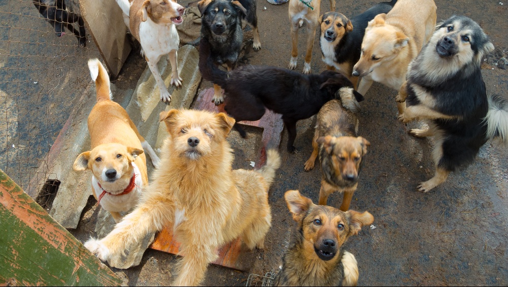 Прокуратура Звениговского района занялась бездомными собаками