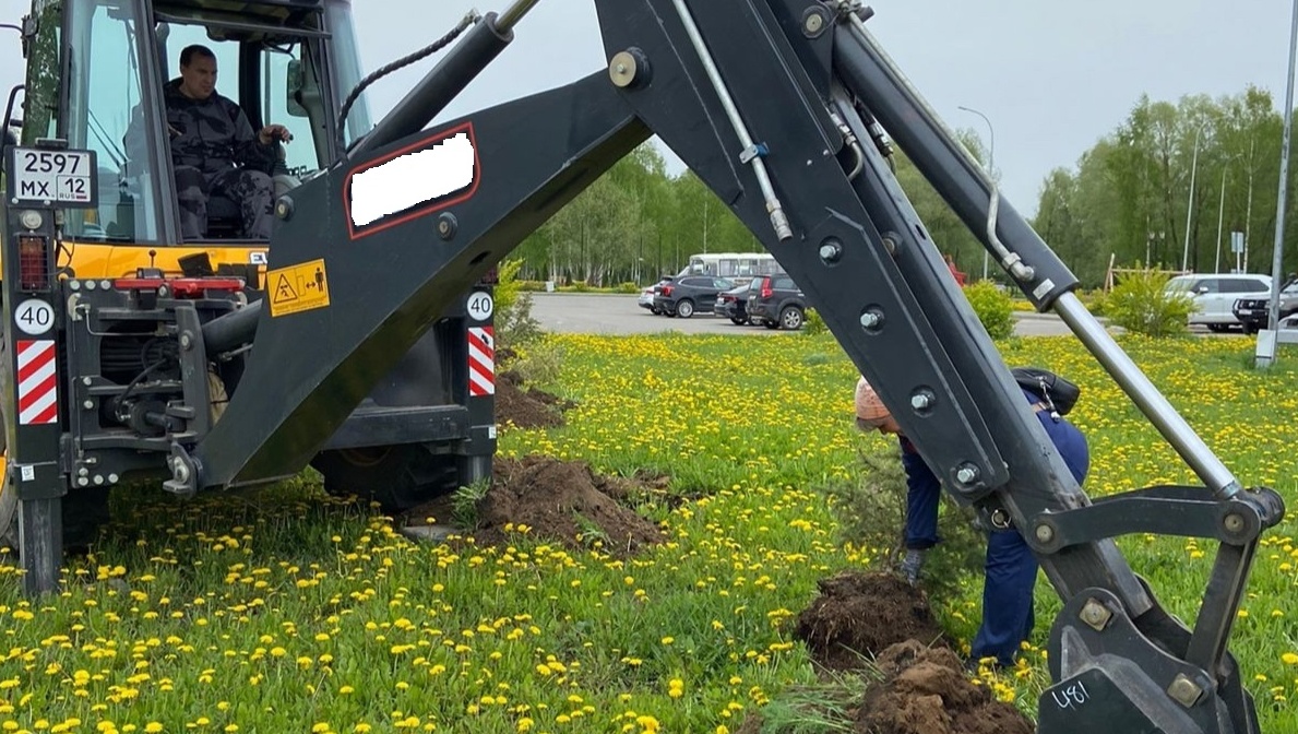 Марий парк украсят голубыми елями