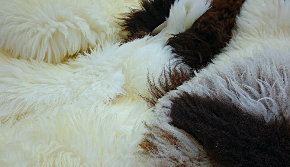 В Марий Эл судебные приставы изъяли овечьи шкуры