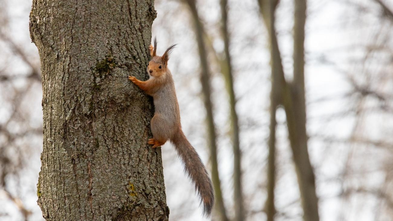 На Марий Эл надвигается штормовой ветер