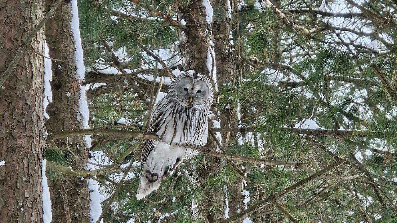 В Йошкар-Оле в Ботаническом саду снова объявилась птица, которая ест кошек
