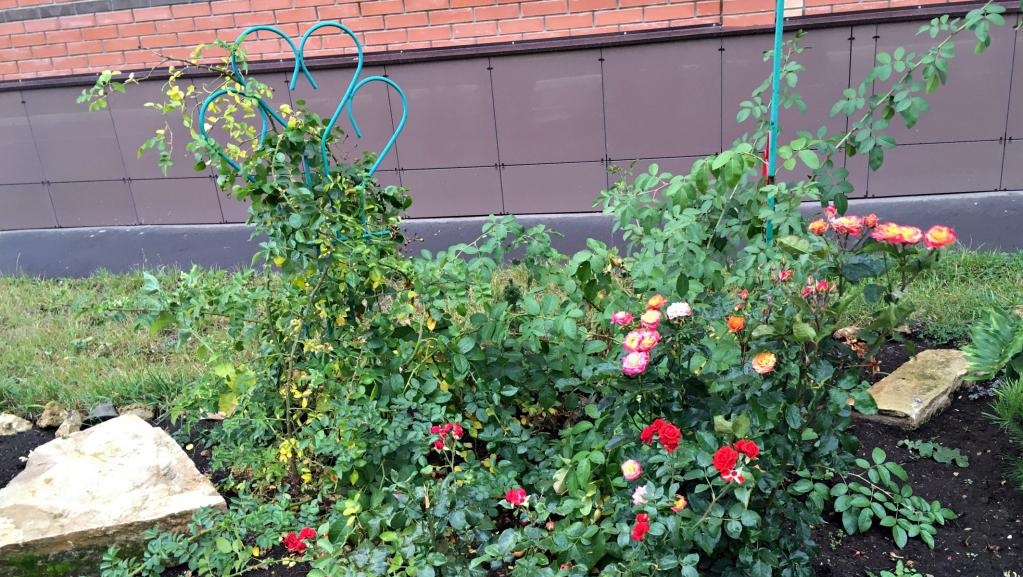 В Йошкар-Оле подведены итоги конкурса цветников «Цветущий город-2018»