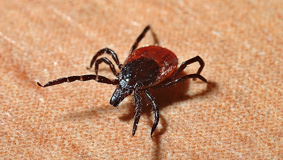 Эпидемиологи подвели итоги клещевого сезона в Марий Эл