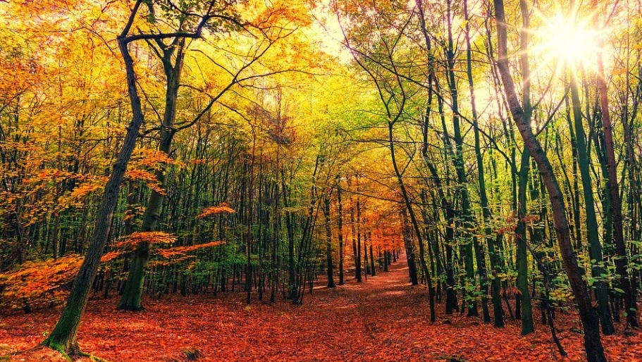 В лесах Марий Эл закончился пожароопасный сезон