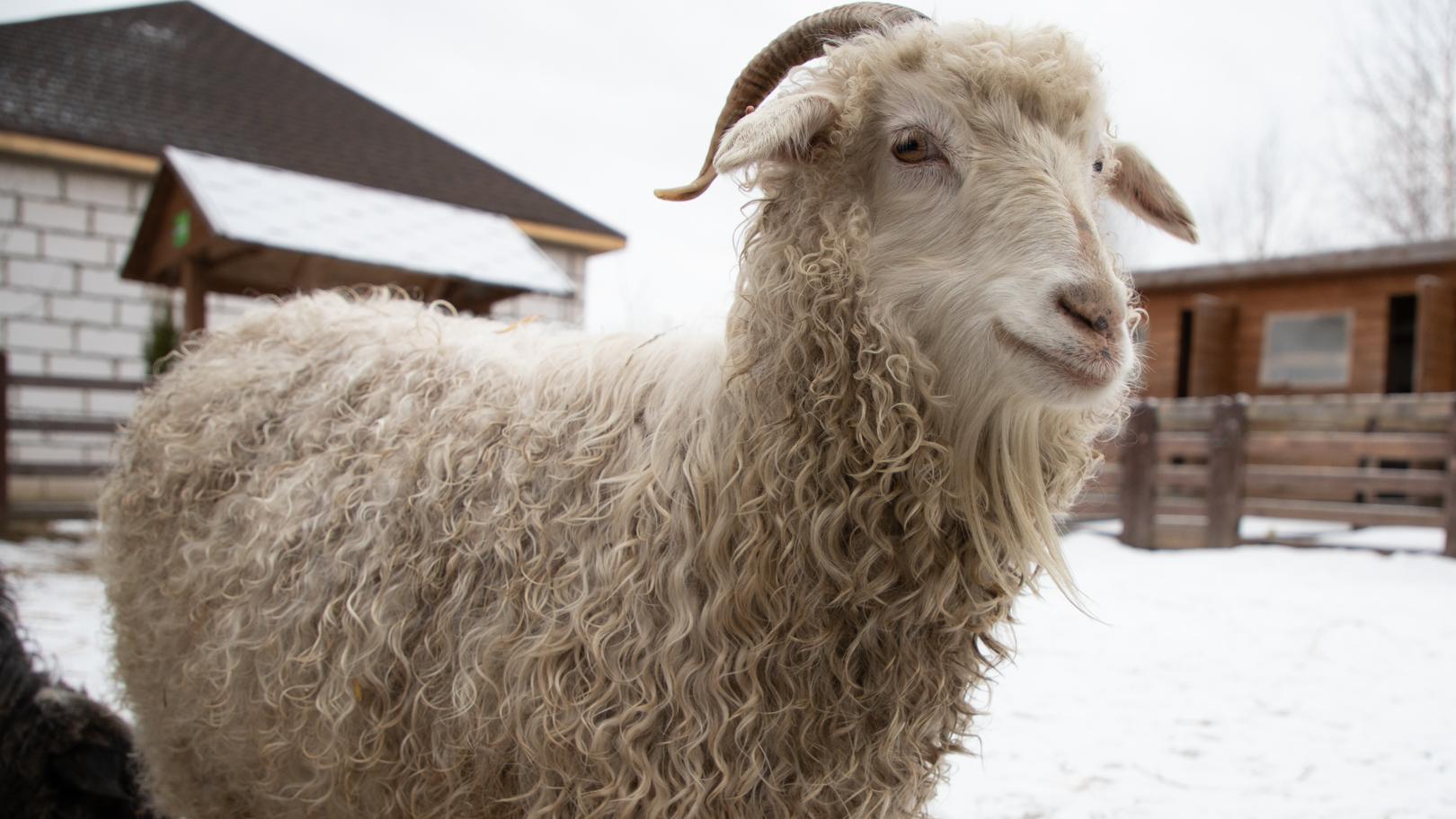 В Марий Эл жители деревни Шимшурга отказались вакцинировать мелкий рогатый скот
