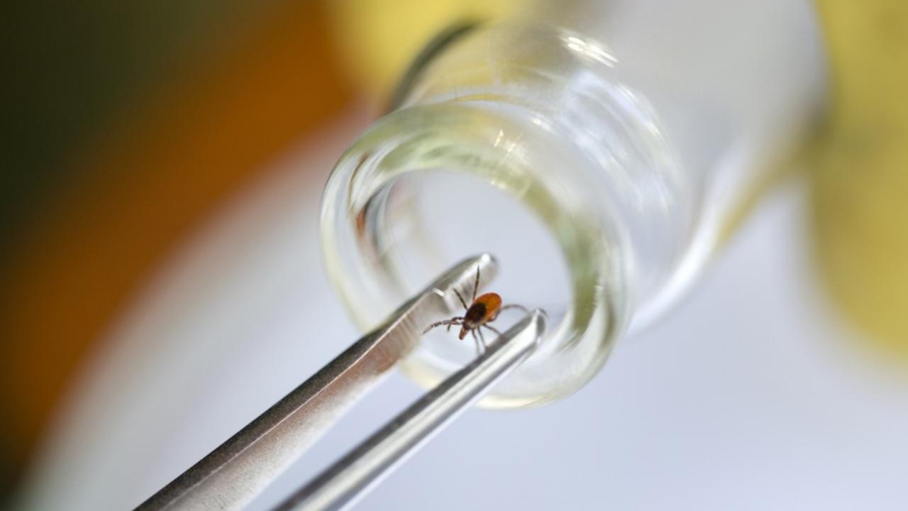 Жителей Марий Эл проконсультируют по телефону об опасности клещевого энцефалита