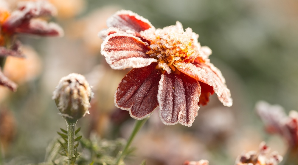 В Марий Эл всю неделю прогнозируют заморозки
