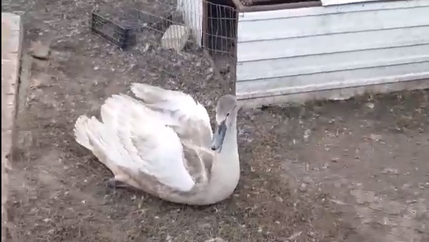 Охотники спасли краснокнижного лебедя