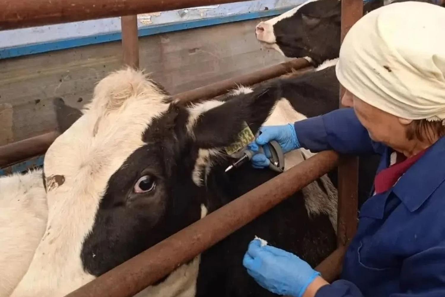 В Звениговском районе началась вакцинация от сибирской язвы и эмкара