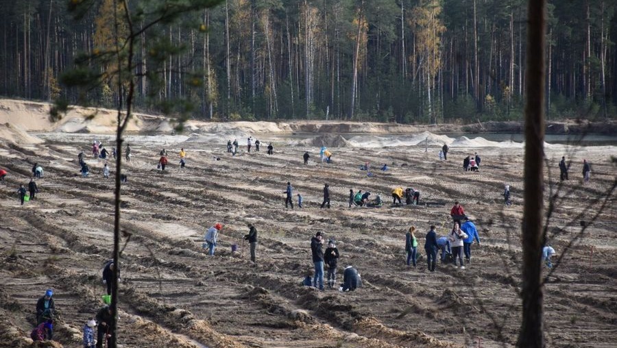 В Куярском лесничестве посадили ещё 12 тысяч сосен