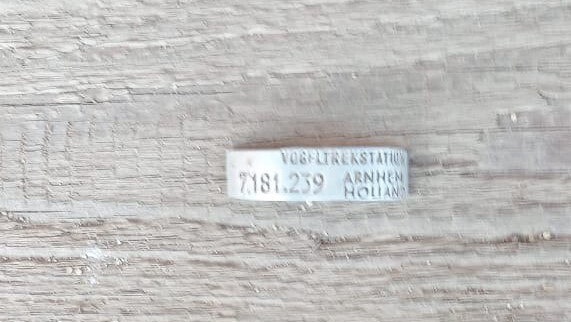 В Оршанском районе охотники подстрелили окольцованного гуся