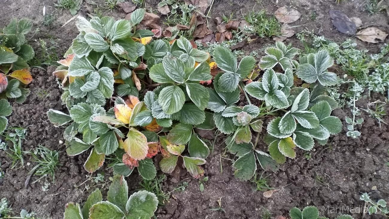 В Марий Эл прогнозируют ночные заморозки