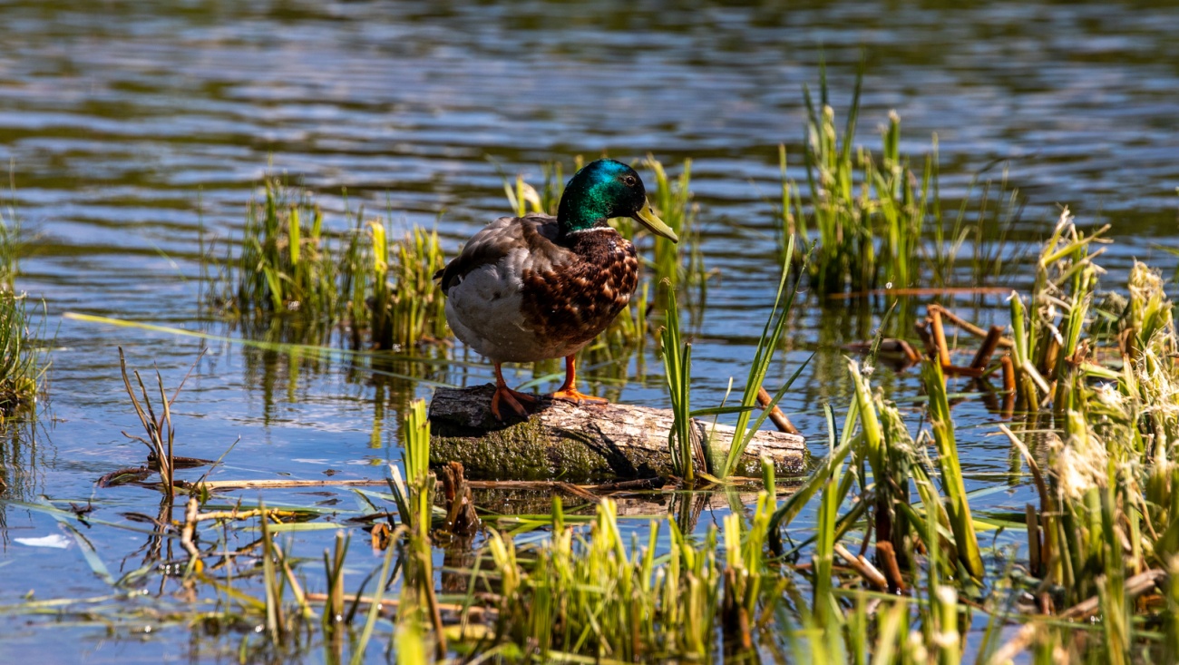 В Марий Эл открылся сезон охоты на дичь