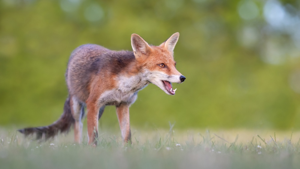 Регионы ПФО лидируют по количеству случаев бешенства среди животных