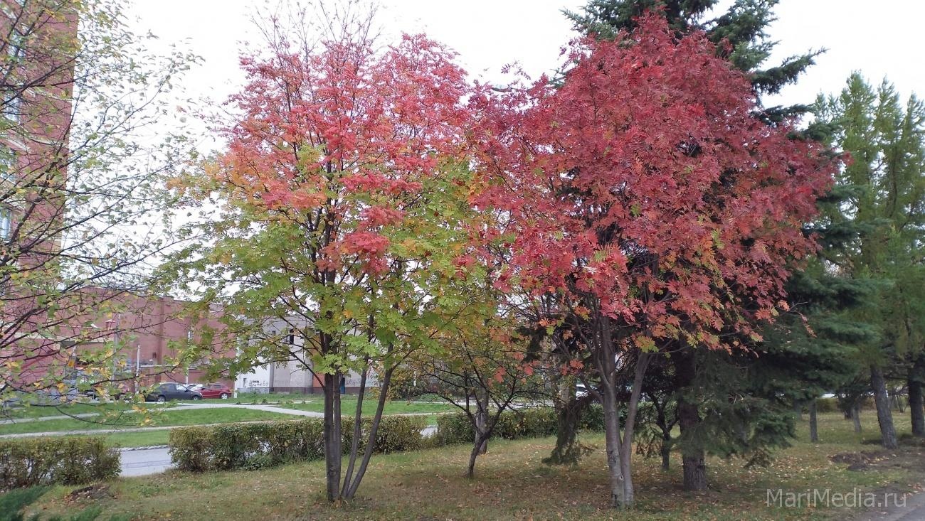 Бабье лето может вернуться в Марий Эл в октябре