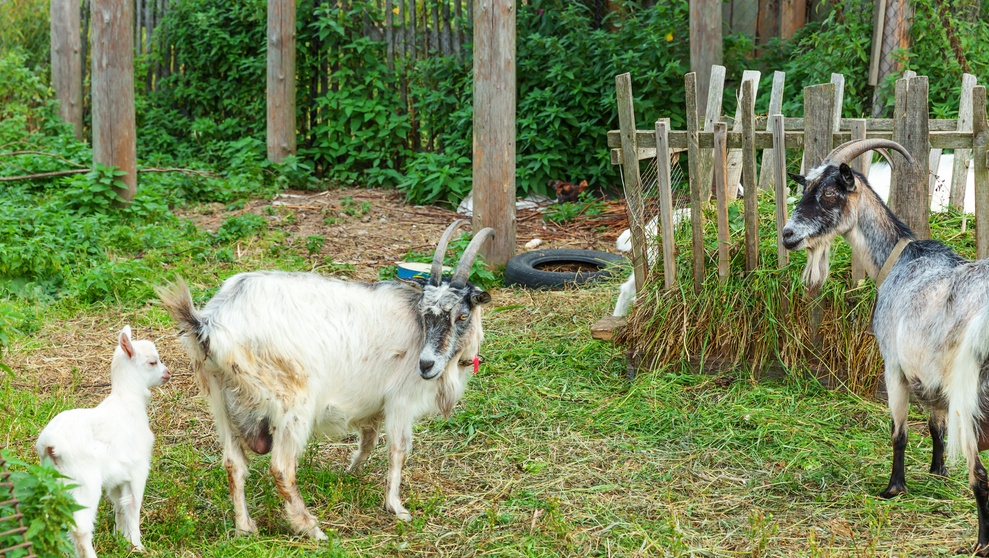 В одном из районов Марий Эл животные заболели оспой