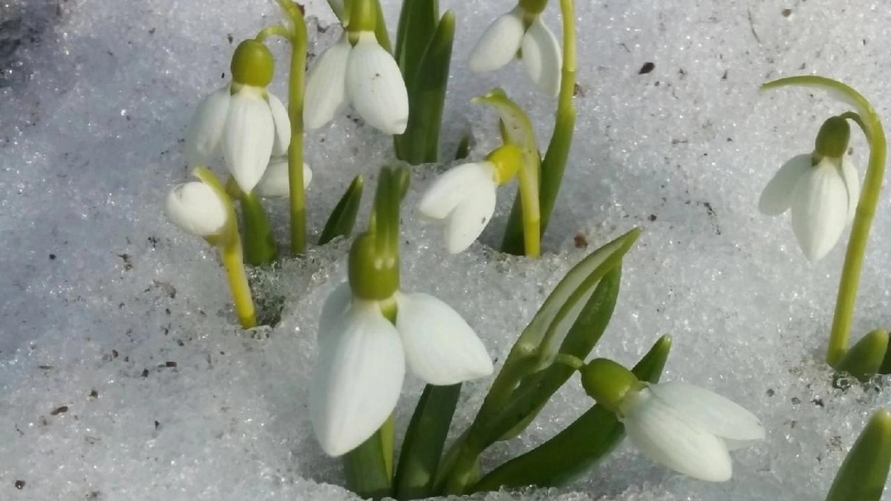 Где в Марий Эл произрастают подснежники из сказки «12 месяцев»