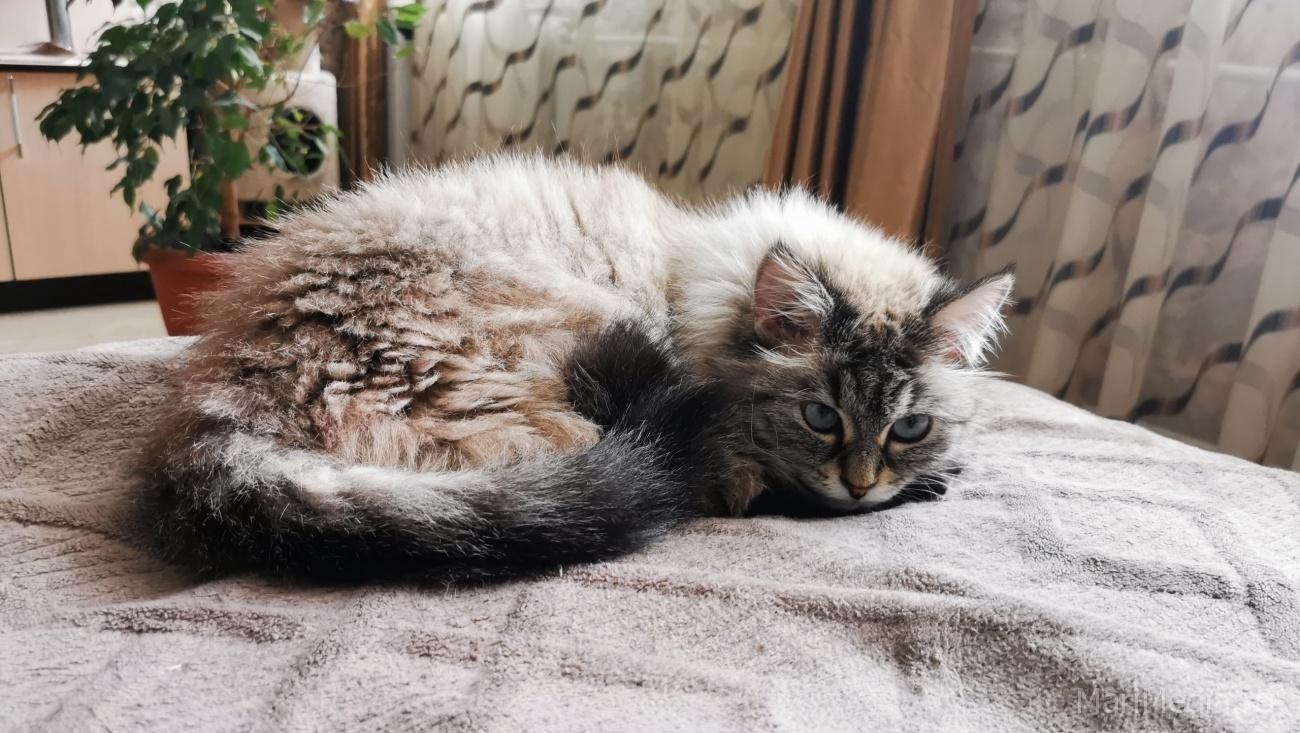 Как любовь к котикам может помочь в трудоустройстве на работу