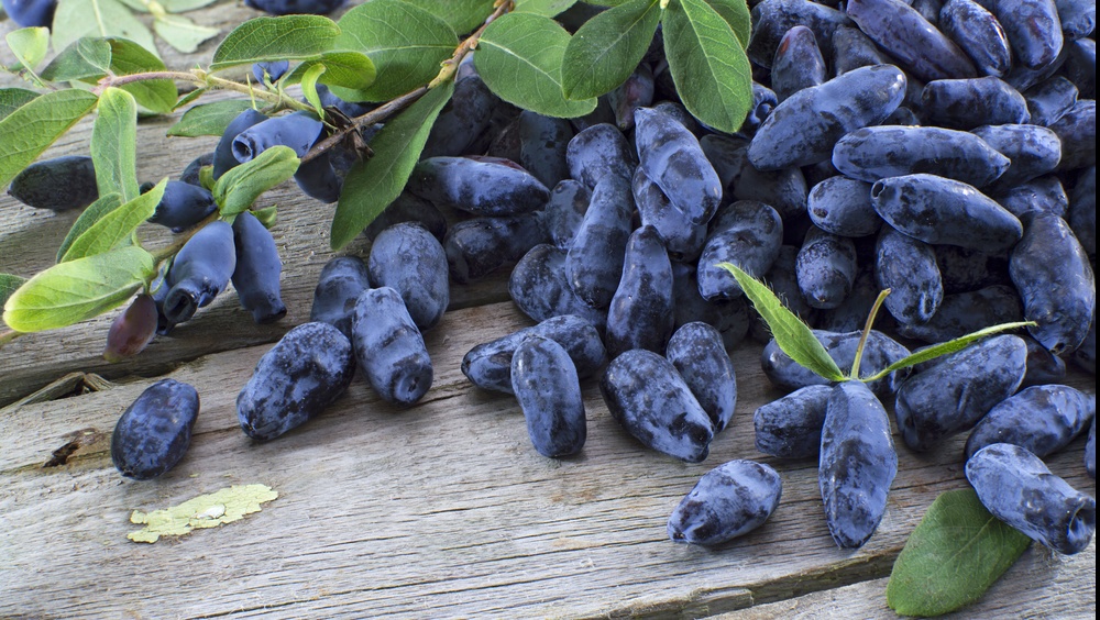 Чем полезна жимолость