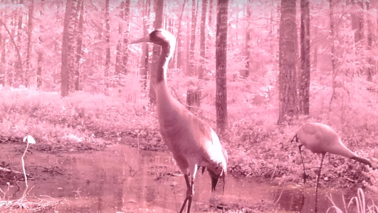 Фотоловушка запечатлела редкие кадры семейства журавлей в заповеднике Марий Эл