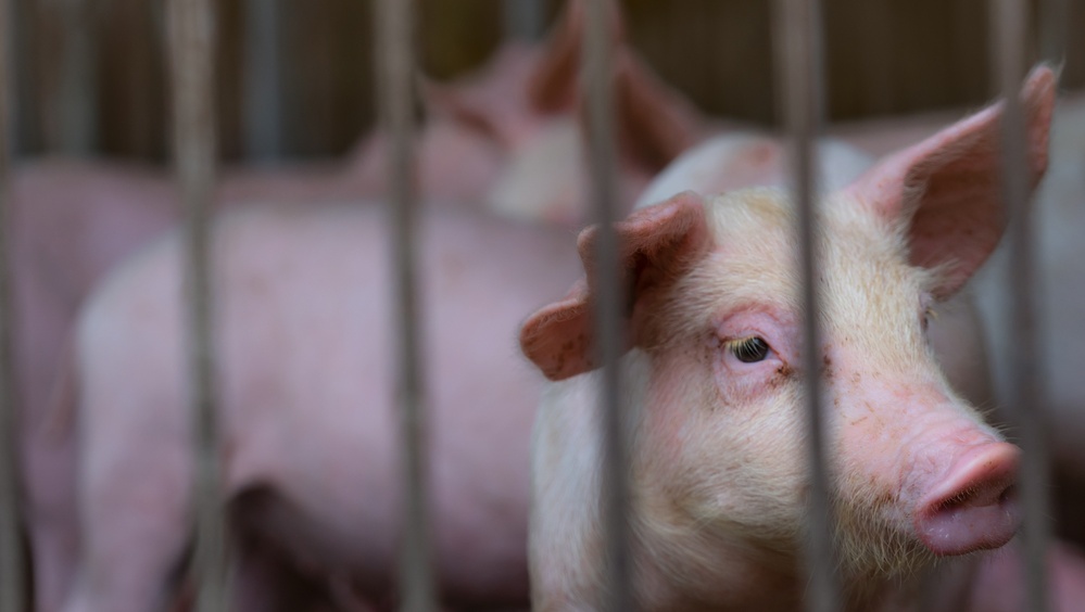 В двух районах Марий Эл сняли карантин по АЧС