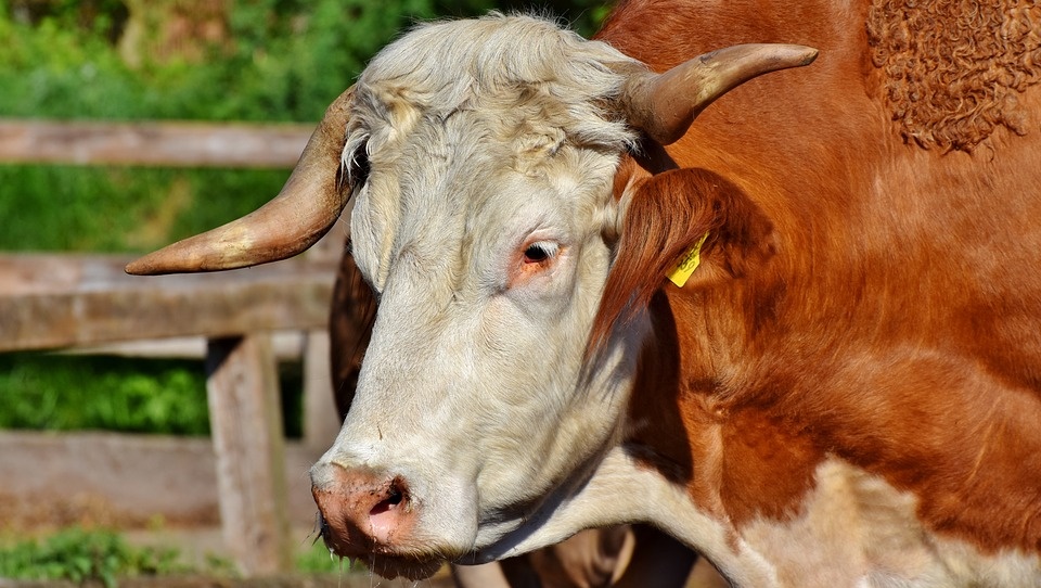 В Моркинском районе дошкольник устроил пожар, в огне погиб бык