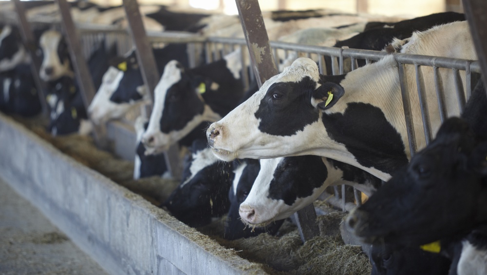 В Марий Эл планируют заняться геномной селекции КРС