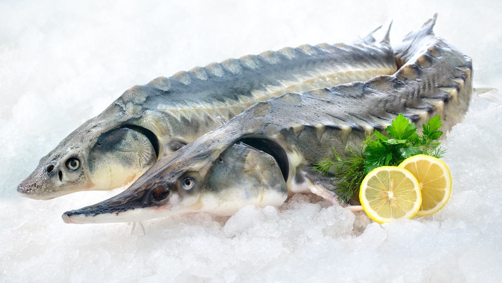 В Марий Эл антимонопольная служба внесла фирму-поставщика свежей рыбы в РНП