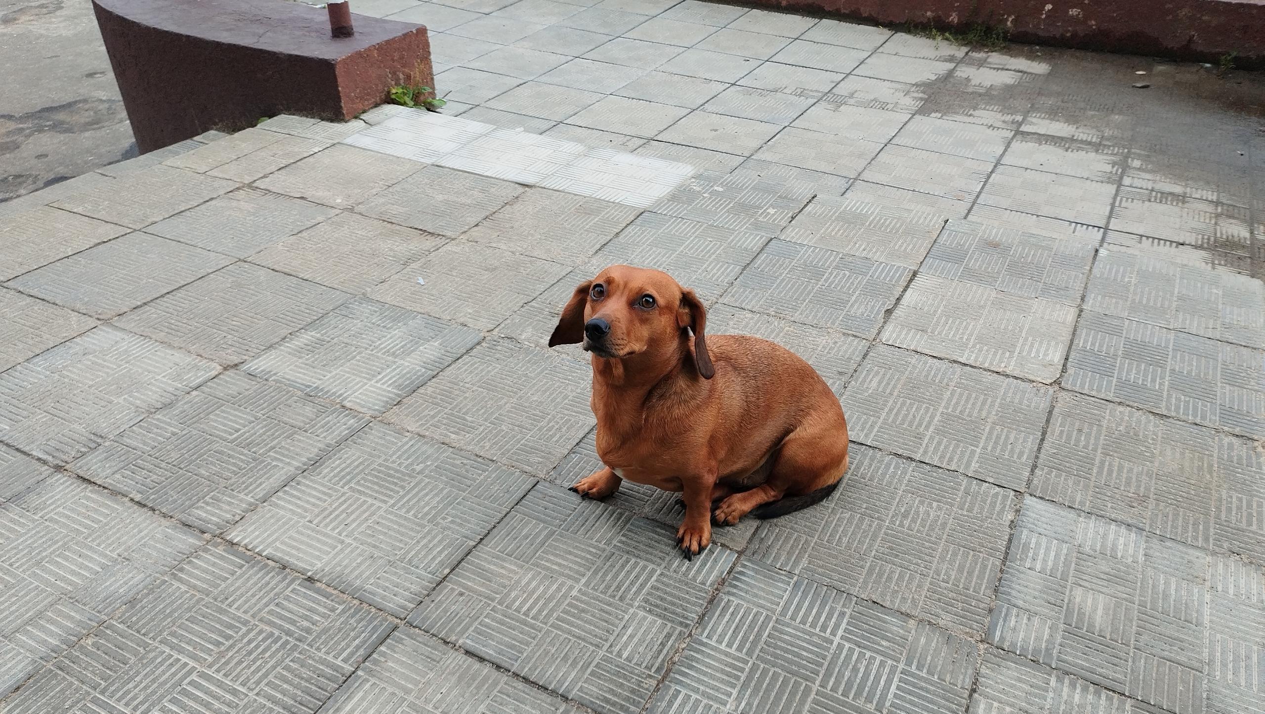 Кинолог советует регулярно делать массаж своим питомцам