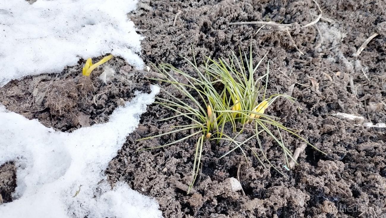 В Марий Эл в выходные дни воздух прогреется до +8ºС