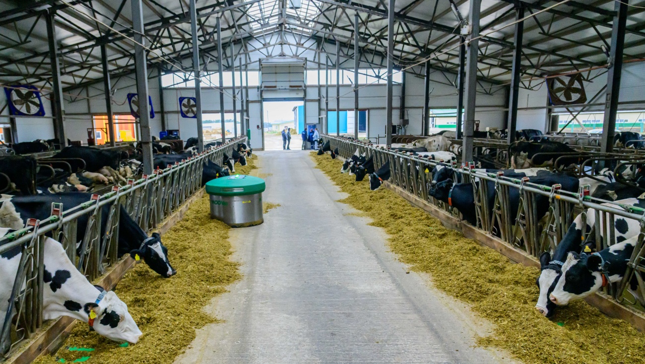 В Марий Эл выросли объёмы производства продукции животноводства