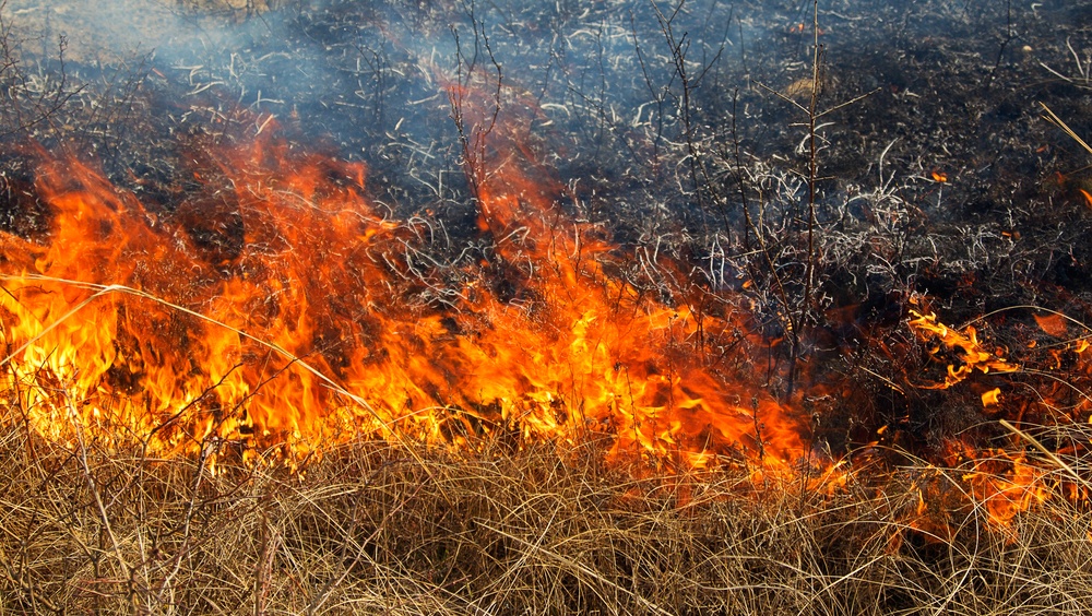 Минприроды Марий Эл сделало 79 предупреждений о нарушении пребывания в лесах